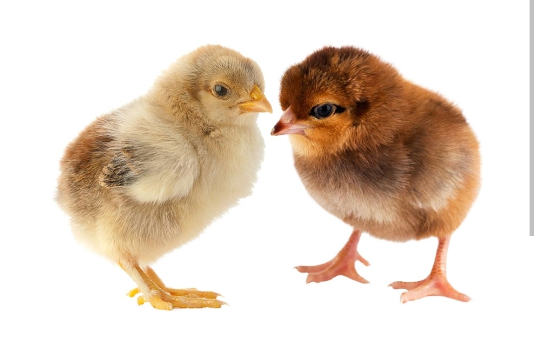 Pullet Chicks